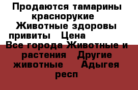 Продаются тамарины краснорукие . Животные здоровы привиты › Цена ­ 85 000 - Все города Животные и растения » Другие животные   . Адыгея респ.